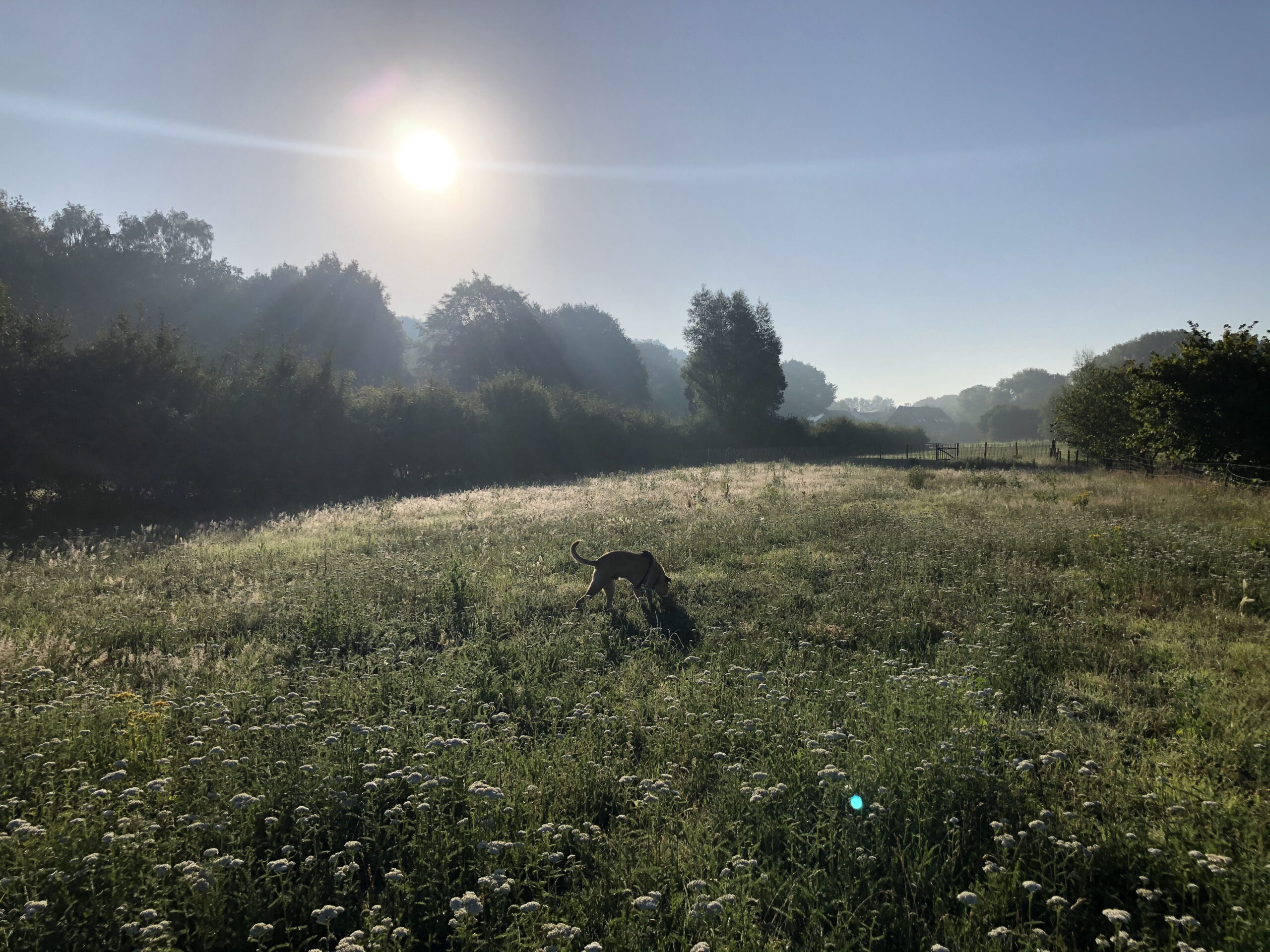 voor een goede band met je hond