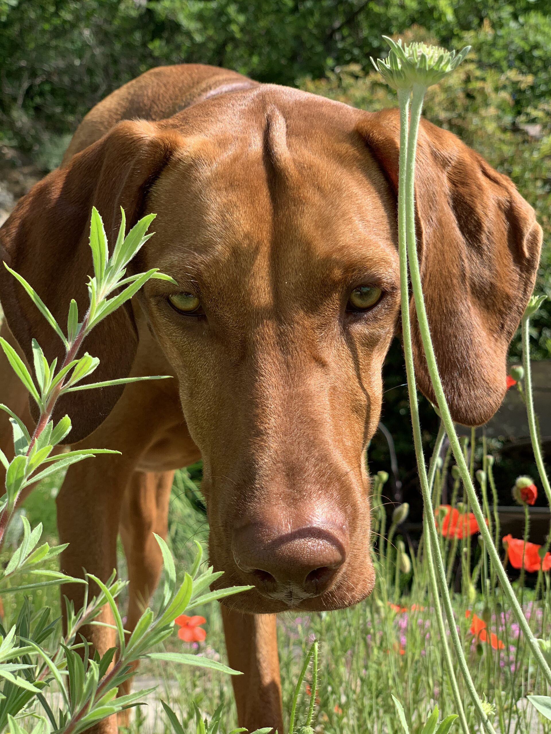 ‘Natural dog training’